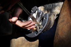Farrier που βγάζει το καρφί από το πέταλο σε μια οπλή Στοκ εικόνες με δικαίωμα ελεύθερης χρήσης Farrier που βγάζει το καρφί από το πέταλο σε μια οπλή Στοκ εικόνες με δικαίωμα ελεύθερης χρήσης