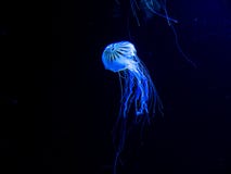 Fascinating Marine Creatures in an Aquarium in Berlin Germany