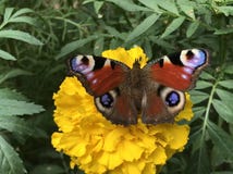 Fascynujący motyl na żółtym kwiacie zdjęcia stock Fascynujący motyl na żółtym kwiacie zdjęcia stock