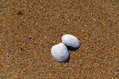 Fast zerteilt aber nicht gebrochen, liegt ein Seeoberteil offen auf einem goldenen Strand lizenzfreie stockfotos Fast zerteilt aber nicht gebrochen, liegt ein Seeoberteil offen auf einem goldenen Strand lizenzfreie stockfotos