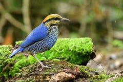Faszinierter blauer Vogel mit hockender Verwirrung des gelben Nackens und des roten Kopfes lizenzfreies stockfoto Faszinierter blauer Vogel mit hockender Verwirrung des gelben Nackens und des roten Kopfes lizenzfreies stockfoto