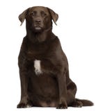 Fat Labrador Retriever, 7 years old, sitting