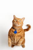 Fat Orange Tabby Cat Standing And Begging Stock Photography
