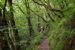 Father and child walking a forest path stock images Father and child walking a forest path stock images