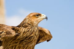 Faucon Images libres de droits Faucon Images libres de droits
