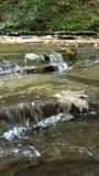 Faul schwimmende Blätter stockbild Faul schwimmende Blätter stockbild