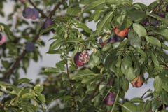 Faule Pflaume wächst auf dem Baum lizenzfreies stockfoto Faule Pflaume wächst auf dem Baum lizenzfreies stockfoto