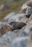 Fauna selvatica della montagna rocciosa della marmotta Fotografia Stock Fauna selvatica della montagna rocciosa della marmotta Fotografia Stock