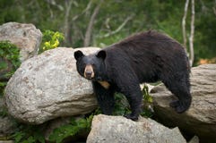 Faune extérieure animale d'ours noir