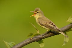 Fauvette d'Icterine - icterina de Hippolais image stock Fauvette d'Icterine - icterina de Hippolais image stock