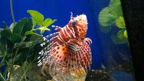 Faux Aquariums stock photos Faux Aquariums stock photos