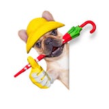 Fawn Franse buldog klaar voor een gang stock fotografie Fawn Franse buldog klaar voor een gang stock fotografie