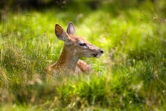 Fawn Resting 4 Stock Images