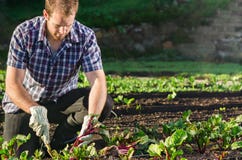Fazendeiro que colhe beterrabas no jardim do remendo vegetal imagens de stock Fazendeiro que colhe beterrabas no jardim do remendo vegetal imagens de stock