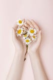 Façonnez à camomille d'art de main les femmes naturelles de cosmétiques, belle main blanche de fleurs de camomille avec le maquil photographie stock libre de droits Façonnez à camomille d'art de main les femmes naturelles de cosmétiques, belle main blanche de fleurs de camomille avec le maquil photographie stock libre de droits