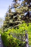 Fałszujący grilla ogrodzenie i jadł dorośnięcie za ona w Novosibirsk, Rosja zdjęcia stock Fałszujący grilla ogrodzenie i jadł dorośnięcie za ona w Novosibirsk, Rosja zdjęcia stock