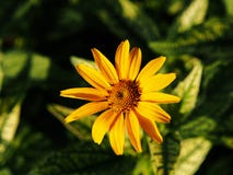 Fałszywy słonecznik, szorstki oxeye & x27, - Heliopsis helianthoides; Loraine Sunshine& x27; obrazy stock Fałszywy słonecznik, szorstki oxeye & x27, - Heliopsis helianthoides; Loraine Sunshine& x27; obrazy stock