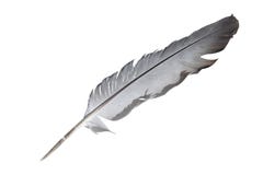 Feather Royalty Free Stock Photography