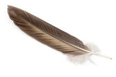 eagle feather eagle feather