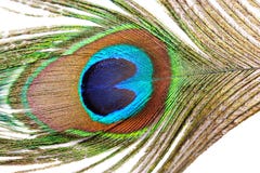 Feather Of A Peacock Stock Image