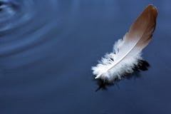 Feather On Water Stock Images