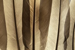 Feather texture stock images Feather texture stock images