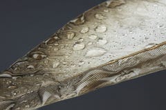Feather with water droplets high resolution macro photography stock photo Feather with water droplets high resolution macro photography stock photo