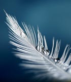 Feather With Drops Stock Photography