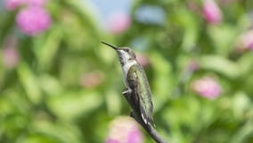 Feathered Fury Takes a Break royalty free stock photos Feathered Fury Takes a Break royalty free stock photos