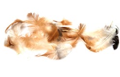 Feathers on a white background royalty free stock images Feathers on a white background royalty free stock images