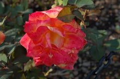 Feche acima da flor amarela alaranjada do rosa foto de stock royalty free Feche acima da flor amarela alaranjada do rosa foto de stock royalty free