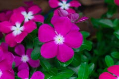 Feche acima da flor roxa Foto de Stock Feche acima da flor roxa Foto de Stock