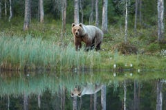 Feche acima da foto de um urso de Brown selvagem, grande, arctos do Ursus, refletindo na água imagem de stock Feche acima da foto de um urso de Brown selvagem, grande, arctos do Ursus, refletindo na água imagem de stock