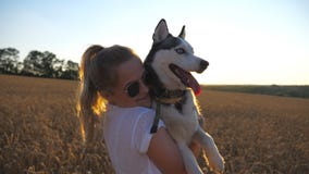 Feche acima da menina feliz nos óculos de sol que abraçam e que beijam seu cão do cão de puxar trenós siberian entre os spikelets vídeos de arquivo Feche acima da menina feliz nos óculos de sol que abraçam e que beijam seu cão do cão de puxar trenós siberian entre os spikelets vídeos de arquivo