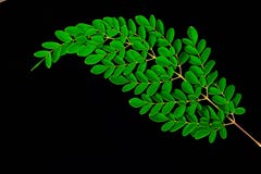 Feche acima das folhas de Moringa isoladas no fundo preto Folhas de chá da moringa oleifera em ramos com espaço negativo para o t fotos de stock royalty free Feche acima das folhas de Moringa isoladas no fundo preto Folhas de chá da moringa oleifera em ramos com espaço negativo para o t fotos de stock royalty free