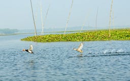 Feche acima das gaivotas ou as aves migratórias das gaivota, um pássaro de água do tamanho médio, mancharam o voo no pantanal dos fotos de stock Feche acima das gaivotas ou as aves migratórias das gaivota, um pássaro de água do tamanho médio, mancharam o voo no pantanal dos fotos de stock