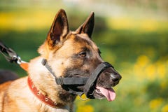 Feche acima do cão de Malinois com focinho Pastor belga Dog Portrait imagem de stock Feche acima do cão de Malinois com focinho Pastor belga Dog Portrait imagem de stock