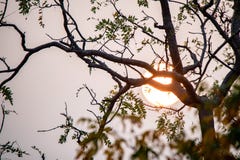 Feche acima dos ramos de árvore com sol de ajuste atrás Fotografia de Stock Feche acima dos ramos de árvore com sol de ajuste atrás Fotografia de Stock