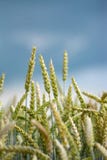 Feche acima levemente das grões do trigo do verde em um campo imagens de stock Feche acima levemente das grões do trigo do verde em um campo imagens de stock