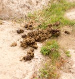 Feci del cavallo sulla terra Fotografia Stock Libera da Diritti Feci del cavallo sulla terra Fotografia Stock Libera da Diritti