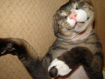 Funny cat Sphinx sleeping lying closed his eyes resting royalty free stock photo Funny cat Sphinx sleeping lying closed his eyes resting royalty free stock photo
