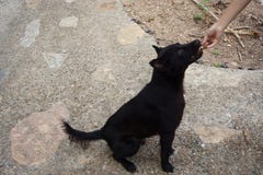 Feed food to black dog. Feed food to Thai native black dog Stock Photo Feed food to black dog. Feed food to Thai native black dog Stock Photo