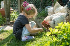 Feeding chickens stock photos Feeding chickens stock photos