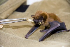 Feeding a bat. Feeding a common noctule (Nyctalus noctula) in a wildlife sanctuary royalty free stock photos Feeding a bat. Feeding a common noctule (Nyctalus noctula) in a wildlife sanctuary royalty free stock photos