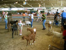 Feeding the Goats, Los Angeles County Fair, Fairplex, Pomona, California stock photos Feeding the Goats, Los Angeles County Fair, Fairplex, Pomona, California stock photos