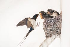Mother swallow feeding babies in nest