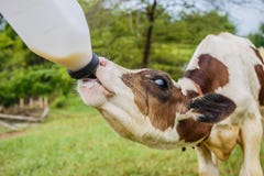 Feeding milk to baby cow at the ranch Royalty Free Stock Photos Feeding milk to baby cow at the ranch Royalty Free Stock Photos