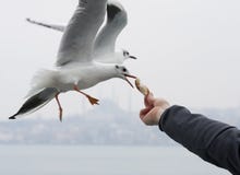 Feeding Seagulls Stock Photos Feeding Seagulls Stock Photos