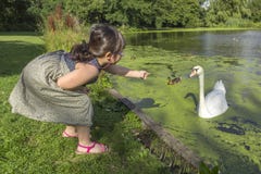 Feeding swans and ducks