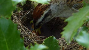 Feeding Time At The Sparrow Nest
